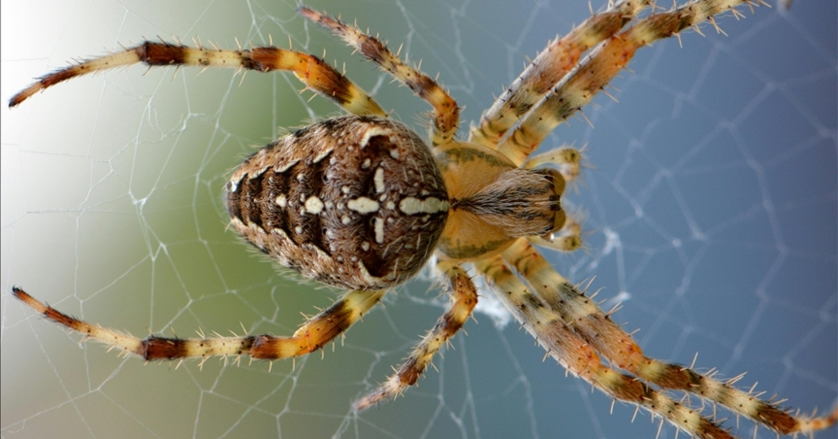 Örümcek zehrinden geliştirilen ve kalp krizinde kalbi koruyacağı düşünülen ilaçta insan testlerine geçiliyor