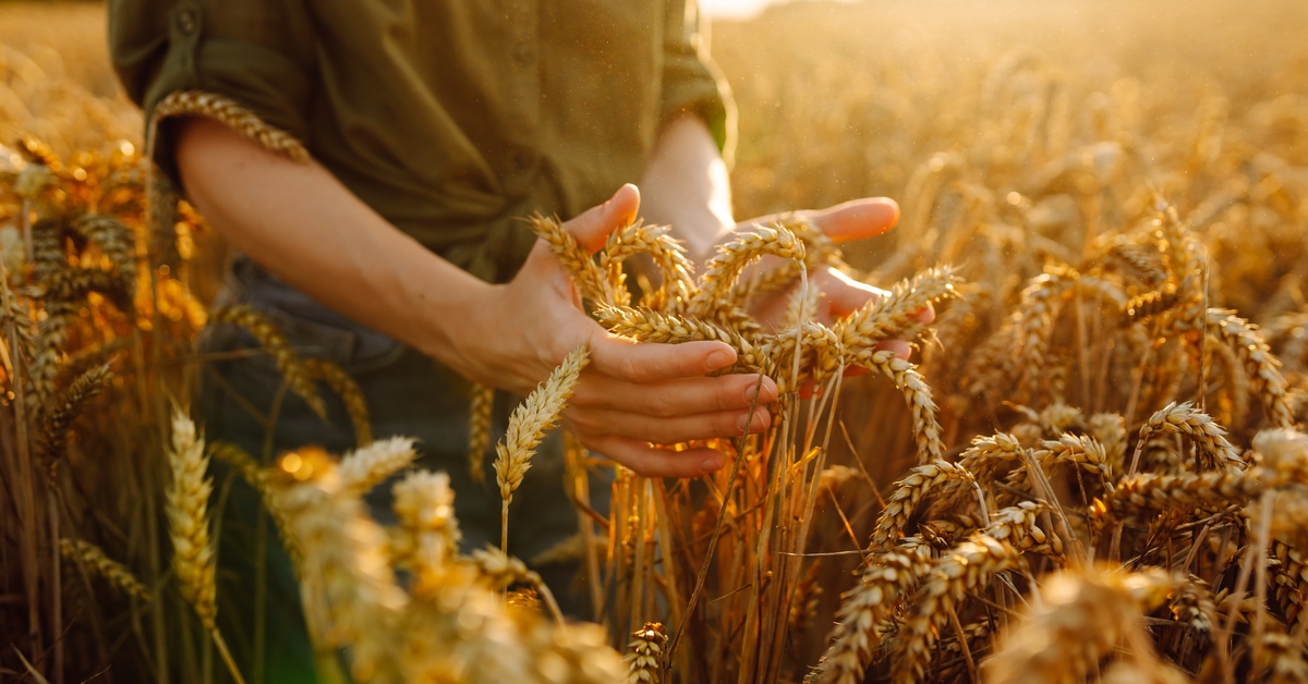 “Gizli açlık” sorunu gübreleme aşamasında çözülebilir